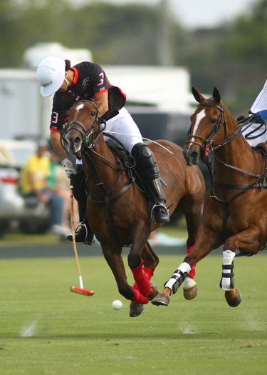 polo top polo tournament piaget gold cup polo teams polo usa polo club 4